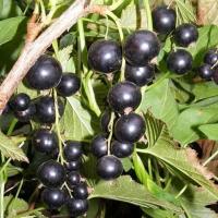 Смородина Ажурная (Ribes rubrum Azhurnaya), C3